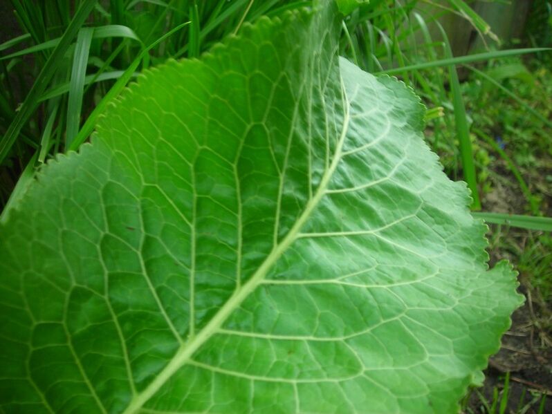 Servikal osteokondroz için yaban turpu
