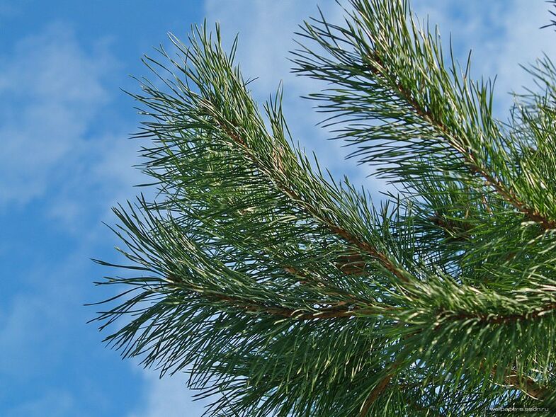 servikal osteokondroz tedavisi için iğneler